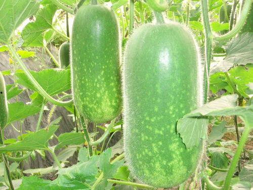 沧州吃瓜爆料视频大全,视频大全揭秘当地热点事件